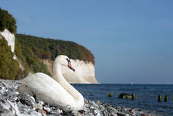 Ein Schwan geniesst die wrmenden Sonnenstrahlen  im September am Sassnitzer Steinstrand vor den Jasmunder Kreidefelsen, bei denen sich langsam der Herbst ankndigt.