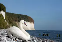 Ein Schwan geniesst die w�rmenden Sonnenstrahlen  im September am Sassnitzer Steinstrand vor den Jasmunder Kreidefelsen, bei denen sich langsam der Herbst ank�ndigt.