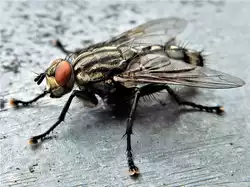 Kleines ganz gross: eine Fleischfliege l�sst sich ganz ruhig fotografieren - 27.08.2018