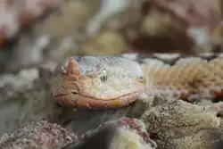 Eine Europ�ische Hornotter Mitte Mai 2011 im Terrazoo Rheinberg.