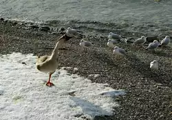 Interessiert und neugierig h�ren die M�wen den Erz�hlungen der Wildgans zu.