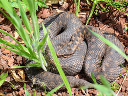 Eine Kreuzotter Mitte Mai 2011 im Terrazoo Rheinberg. Eine Kreuzotter Mitte Mai 2011 im Terrazoo Rheinberg.