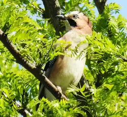 EICHELH�HER IN KIRCHEN/SIEG  Bin mir absolut nicht sicher,ob der gefiederte Freund im Baumge�st beim BAHNHOF KIRCHEN/SIEG eine  Falkenart ist-mit dem schwarzen Kinn hab ich ihn noch nie
