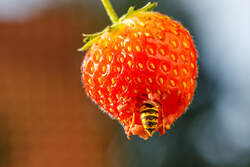 27.08.2020 - Eine Wespe hat sich in eine Erdbeere gefressen.