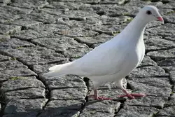WEISSE TAUBE-MARKTPLATZ HAIGER  Sie haben in St�dten einen denkbar schlechten Ruf.....aber in der Bibel,in M�rchen und Liedtexten spielen sie eine gro�e Rolle....
