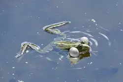 Teichfrosch in den Rieselfeldern, einem Europ�ischen Vogelschutzgebiet in der Gr��e von 4,3 km� (M�NSTER/Deutschland, 02.06.2022)