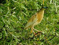 ....Hmm, was ist den das fr ein (Greif)Vogel mit seinem blau-schwarzen Schnabel, ein Reiher? Hab leider nichts passendes,zuordungsmssiges fr diesen Vogel gefunden, welcher sich im