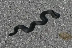 Schwarze Kreuzotter auch H�llenotter genannt, w�rmt sich in der Sonne auf dem Wanderweg, nahe der Bergstation Sommerberg am Tuxerjoch .