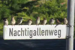 Spatzen warten auf ein Stra�ennamenschild auf Futter .