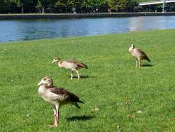 Ursprünglich aus Afrika stammende Nilgänse (Alopochen aegyptiacus) am Ufer des Main; Frankfurt, 24.08.2009   Ursprünglich aus Afrika stammende Nilgänse (Alopochen aegyptiacus) am Ufer des Main; Frankfurt, 24.08.2009