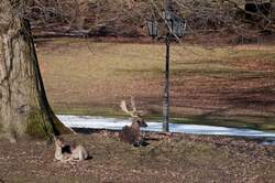 Arnsberg-Herdringen, Damwild im Schlopark des Baron von Frstenberg,   aufgenommen 25.02.2010  Nikon D 5000; Brennweite 300mm; Belichtung 1/500s F=5,6; ISO 200   