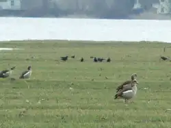 Kanadag�nse oder Nilg�nse? - Gefiederte G�ste auf der Durchreise am Hochwasser - 02.03.2010