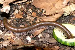 Tausendf�ssler am 13.06.2009 in Wilhelma/Stuttgart