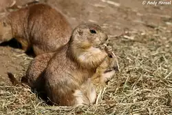 Guten Appetit (Schwarzschwanz-Pr�riehund)