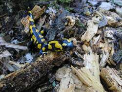 Feuersalamander aufgeweckt, beim Brennholzmachen dieses Jahr viele gesehen,an einem Tag sogar mal 16 Stck.