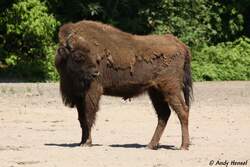 Wisent