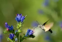 Beinahe wie bei den Menschen: das Taubenschw�nzchen nimmt in grosser Eile Nahrung auf.