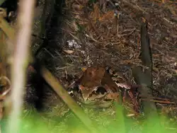 Ideal getarnt und doch konnte dieser Grasfrosch in freier Natur fotografisch erlegt werden; 14.07.2007  
