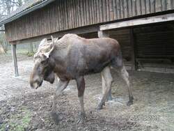 Elch im Wisentgehege bei Springe.