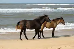 Pferde - P�rchen am 17.Mai 2008 am Hue Thuan An Beach in Vietnam.