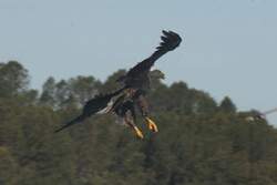 Mit ausgetreckten Krallen st�rzt er sich auf sein Opfer.