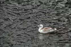 Bei diesen V�gel wei� nich nicht um welchen sich handelt.