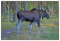 Na, schon den Elchtest gemacht??  Wildpark Schorfheide.