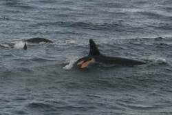 Orcas sind nicht erst durch Free Willy als posierliche Tiere bekannt.