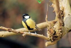 Meise mit leichter Schr�glage unter`m Meisenkn�del - 23.03.2008