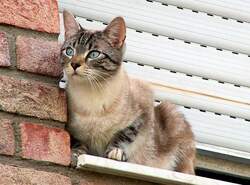 Nachbar`s Katze auf Vogeljagd (ohne Erfolg) - Juni 2004