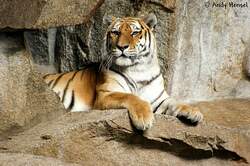 Der sibirischer Tiger oder auch Amurtiger ist die grte Unterart des Tigers.