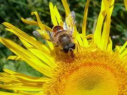 Mistbiene oder auch Schlammbiene (Eristalis tenax), eine Schwebfliegenart auf einer Arnikabl�te (25.07.2010)  