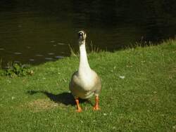 Das Foto zeigt ein glckliches Federvieh im Deutsch Franzsichen Garten in Saarbrcken.