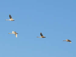 Vier Hckerschwne (Cygnus olor) im Flug; Dresden, 18.12.2010  