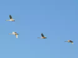 Vier H�ckerschw�ne (Cygnus olor) im Flug; Dresden, 18.12.2010  