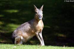 Gro�er Pampashase.