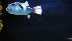 Ein Kugelfisch leckt die Scheibe ab