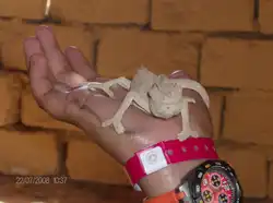 Wei� jemand wie dieses Tier hei�t, mir mag der Name nicht einfallen.