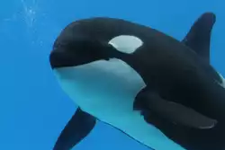 Gro�e Schwertwal (Orcinus orca) am 3.10.2010 im Marineland in Niagara Falls,ON.