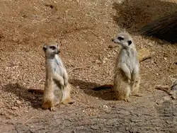 Erdm�nnchen im Zoo von Houston Texas (19.03.2007)