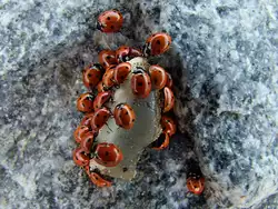 Marienk�ferkolonie bestehend aus28Stk.