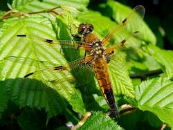 Vierfleck (Libellula quadrimaculata)mit einer Flgelspannweite bis ~8cm bei einer kleinen Pause;110505