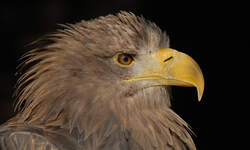 europischer seeadler