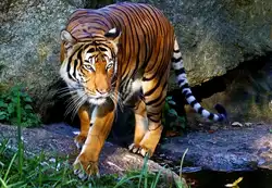 Indochinesischer Tiger