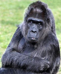 Flachlandgorilla 