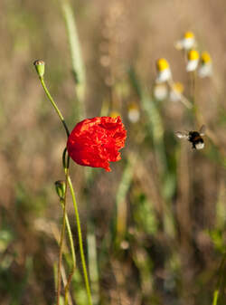 Im Landeanflug auf eine Mohnblume, Maintal 25.05.11