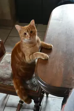 So Herr Ober und nun zum Schlu� des Mahles h�tte ich gerne noch zweimal Maus au chocolat und die Rechnung.....;-D  Kater Bulli am K�chentisch.