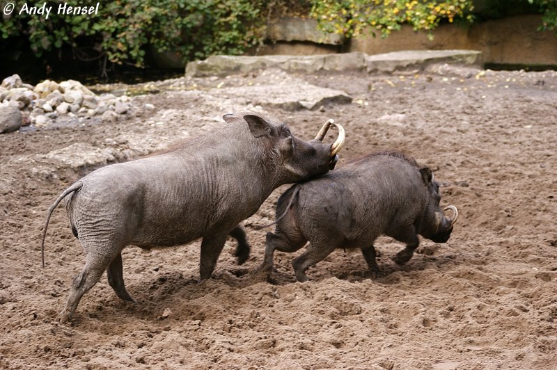 Warzenschweine sind nahezu in ganz Afrika sdlich der Sahara verbreitet.