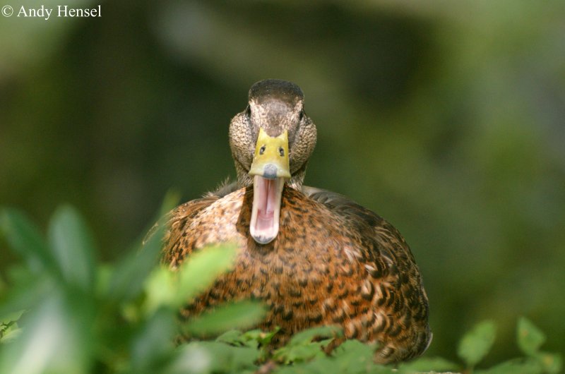 Was fr eine Ente das genau ist....keine Ahnung.