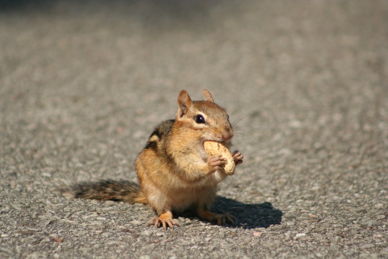 Was macht das Streifen-Backenhrnchen (Tamias striatus) mit der Nuss? Essen oder verstecken. Erst einmal probieren, ob was drin ist. Ontario 15.8.2009.
